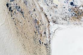 Why You Should Choose Our Mold Remediation Services in Bourbon, MO